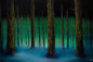 Painting #2649 - 24x36" Canvas - Forest Landscape painted 10-15-26