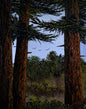 Painting #2509 - 16x20" Canvas - Ponderosa Pines painted 7-10-26