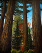 Painting #2304 - 16x20" Canvas - Acrylic Forest painted 2-24-26