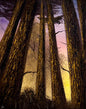 Painting #2302 - 16x20" Canvas - Deep Forest painted 2-23-26