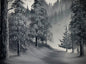 Painting #2669 - 18x24" Canvas - Black & White Forest Landscape painted 10-30-26